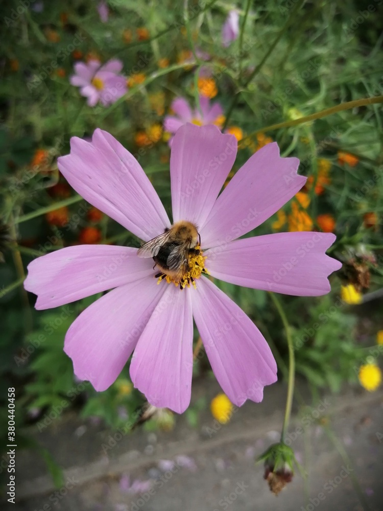 Kosmeya flowers blooms in the garden,cloudy September, warm weather today Kosmeya flowers blooms in the garden,cloudy September, warm weather today