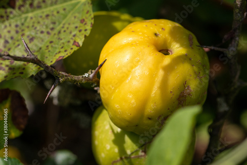 Fruit of Japanese quince © Sławomir Bodnar