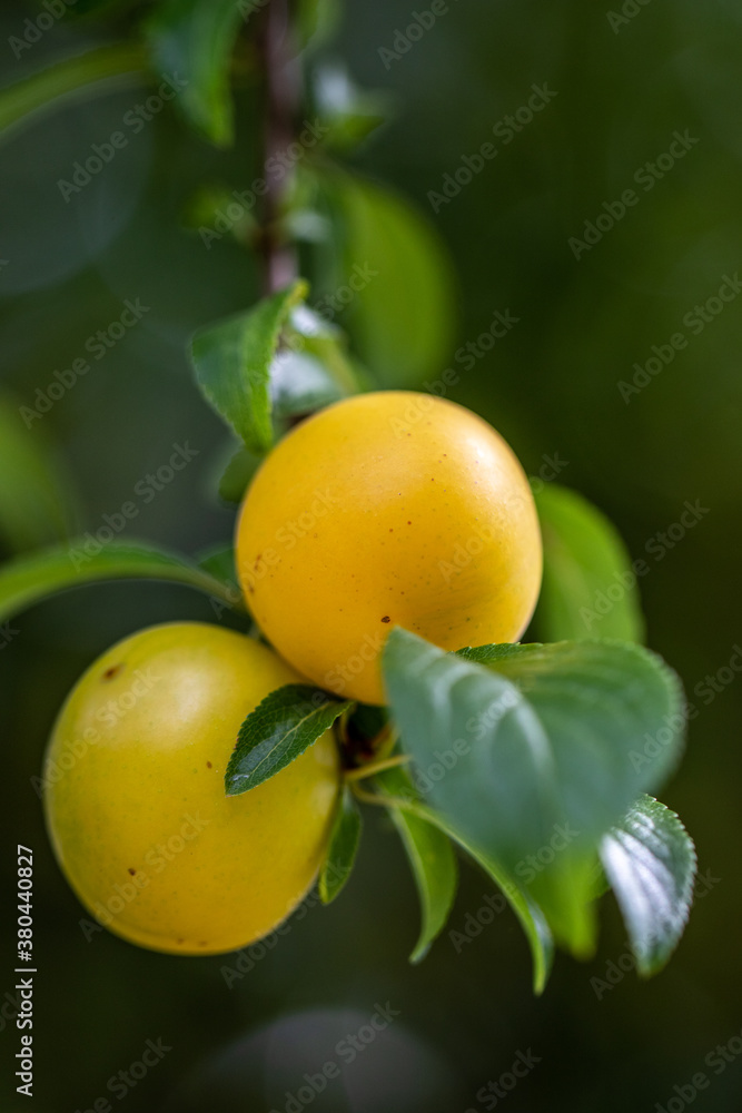 Yellow plumslums on branch