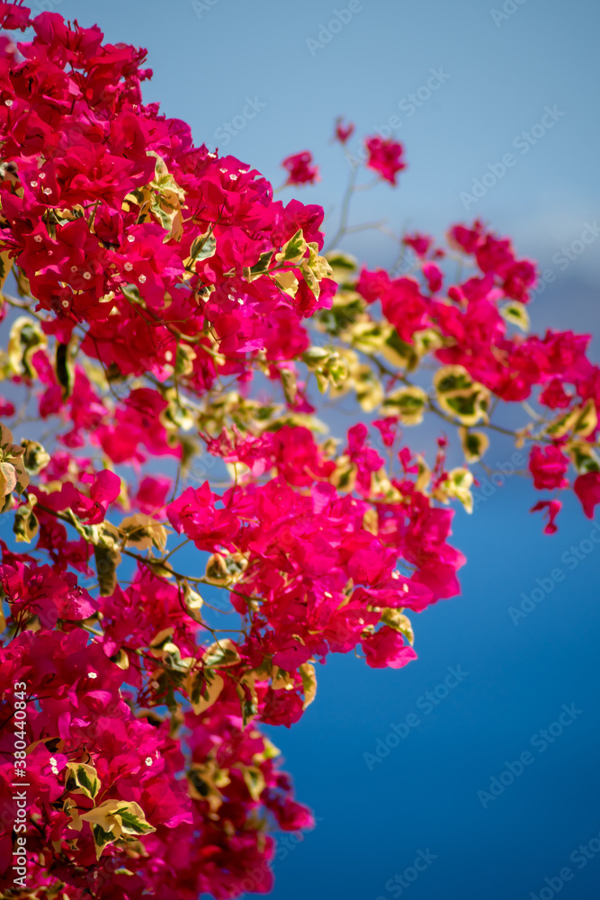 beautiful bougainvillea flower with awesome colors in Santorini Greek island with deep blue sea and sky