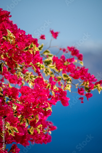 beautiful bougainvillea flower with awesome colors in Santorini Greek island with deep blue sea and sky