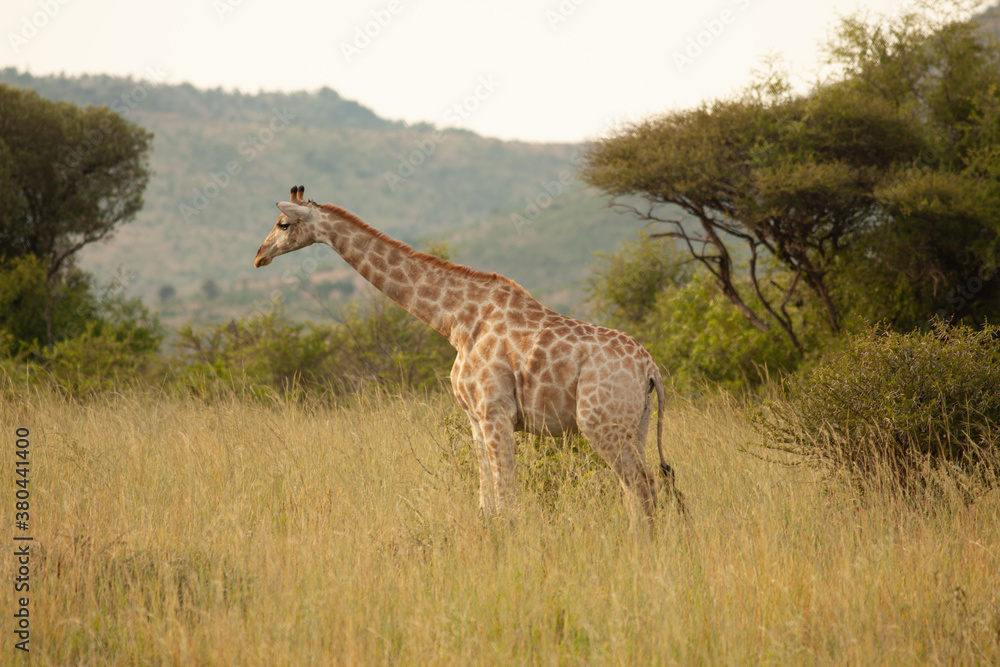 Obraz premium Girafe