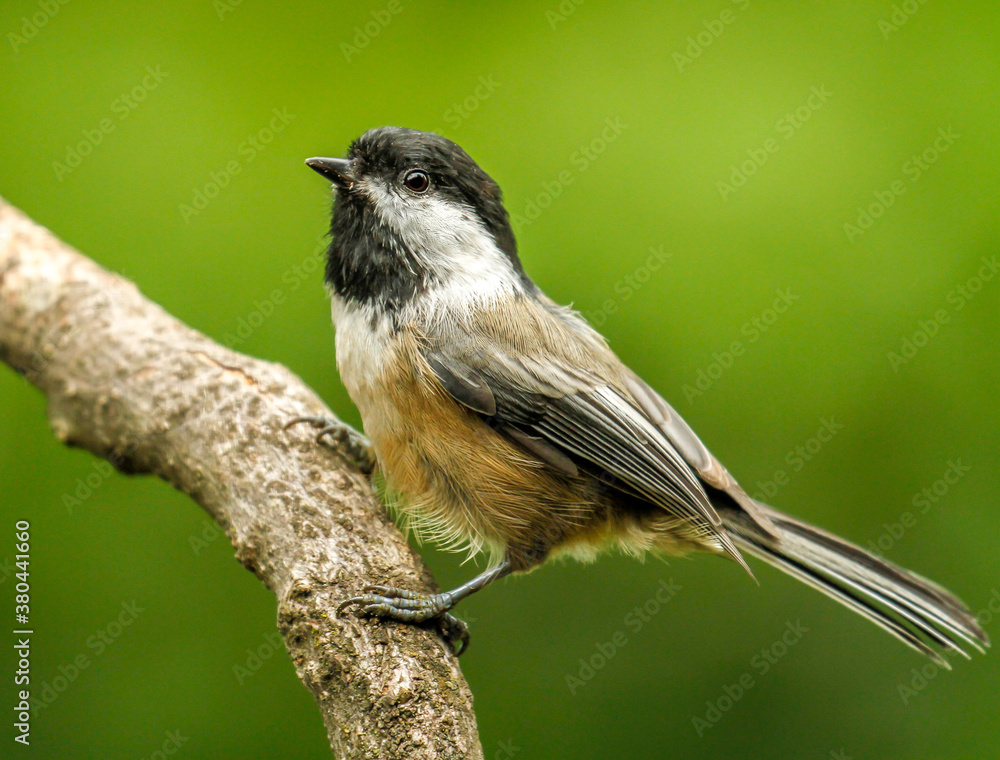 Naklejka premium Black capped chickadee perched on a tree branch, Oregon