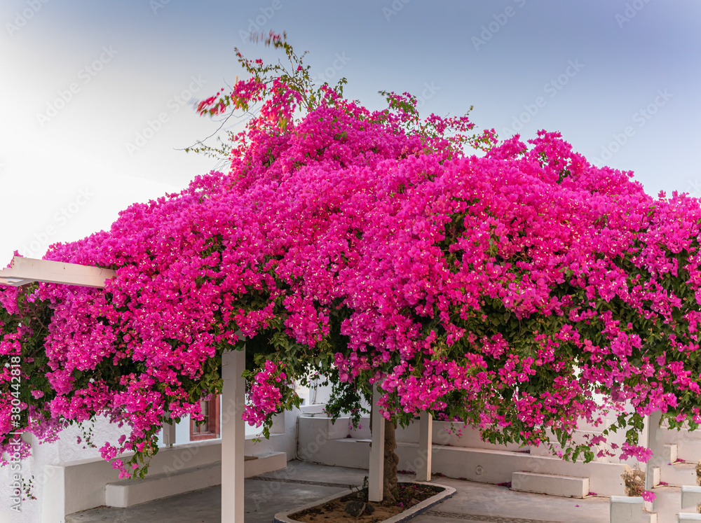beautiful bougainvillea tree with awesome colors in Santorini Greek island against blue sky