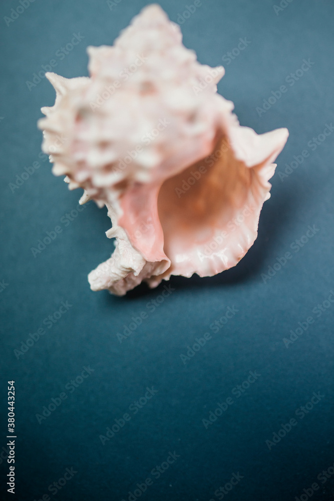 shell on the blue background, the atmosphere shell on the blue background, the atmosphere