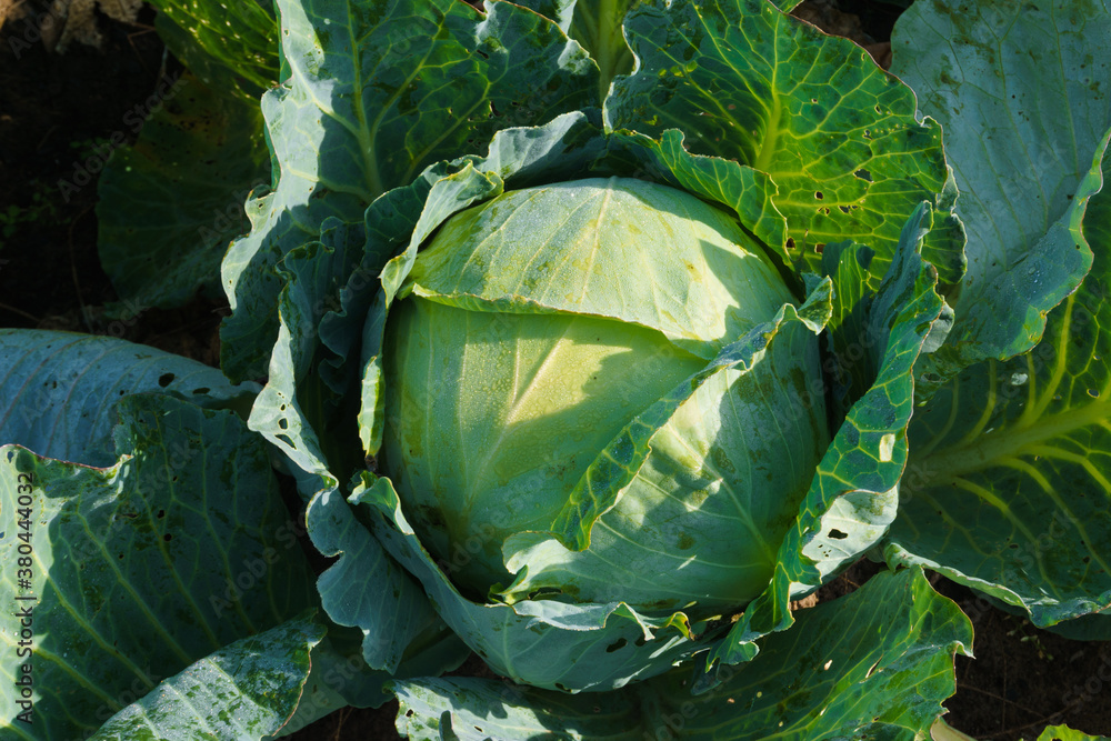 Fototapeta premium head of cabbage on a bed