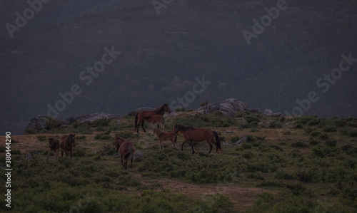 Cavalos selvagens livres na serra ao escurecer no parque nacional peneda ger  s portugal