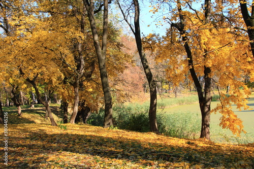 Medyka Jesień Barwy Jesieni, Liście Drzewa, Natura, Park Staw, Roślinność