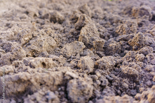 close up of a pile of dried mushrooms
