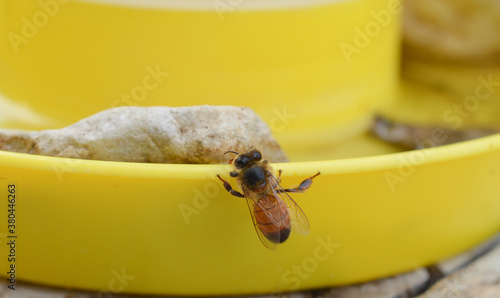 Wallpaper Mural A worker bee outside of a yellow drinking station Torontodigital.ca
