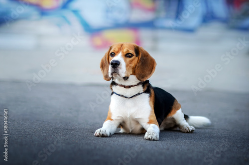 cheerful beagle dog lovely cute portrait in city 