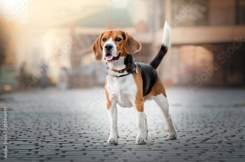 Photography cheerful beagle dog lovely cute portrait in city