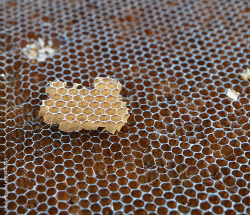 Wallpaper Mural white beeswax on brown honey comb outside  Torontodigital.ca