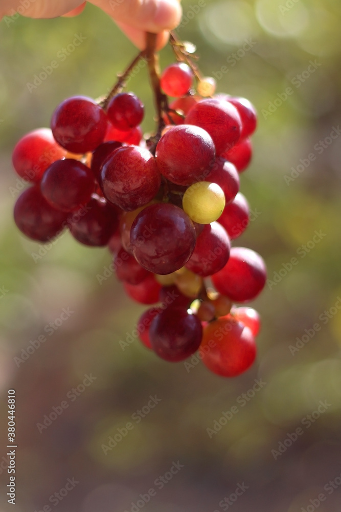 Hand holding picked red grapes in a garden. Selective focus. Hand holding picked red grapes in a garden. Selective focus.