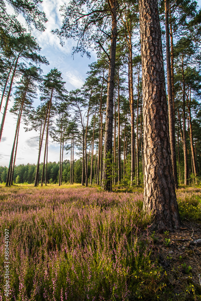 Fototapeta premium Trees and flowers in the forest