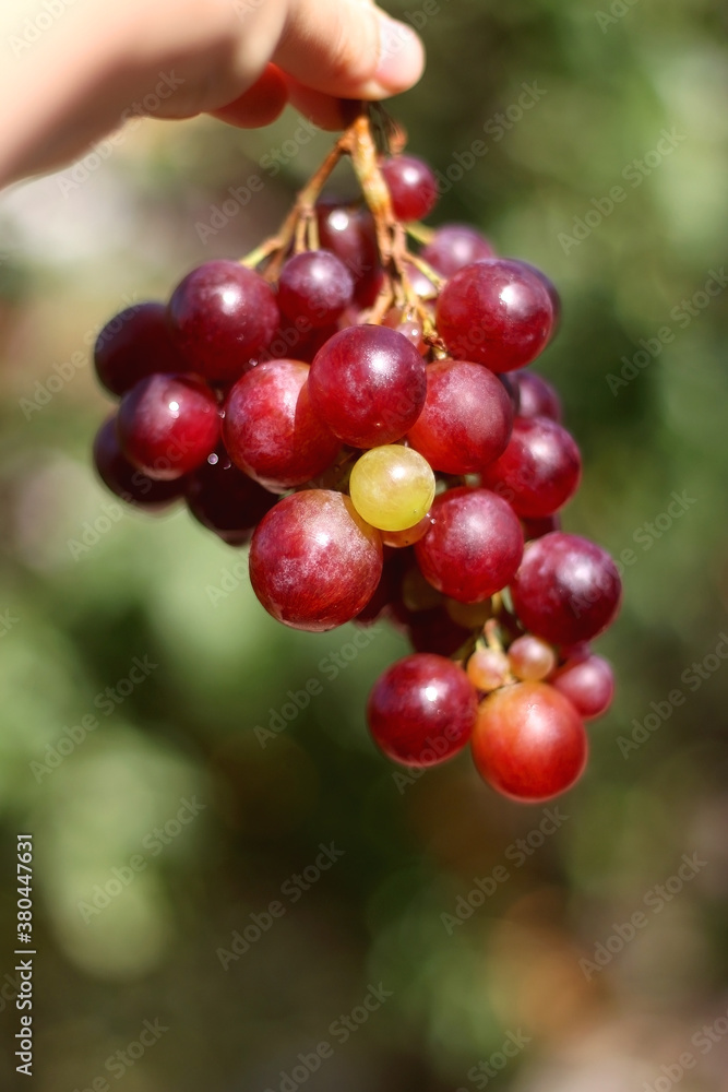 Hand holding picked red grapes in a garden. Selective focus. Hand holding picked red grapes in a garden. Selective focus.