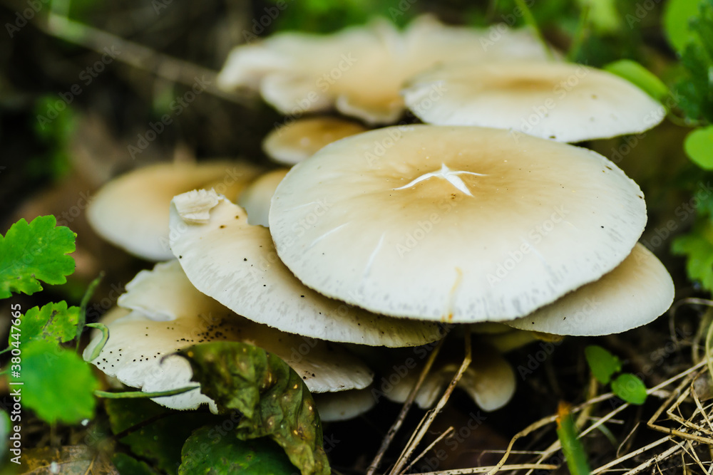 Wild mushrooms in their natural environment Wild mushrooms in their natural environment