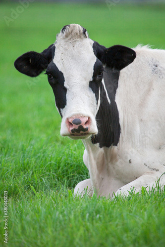 Large Dairy Cow sitting photo