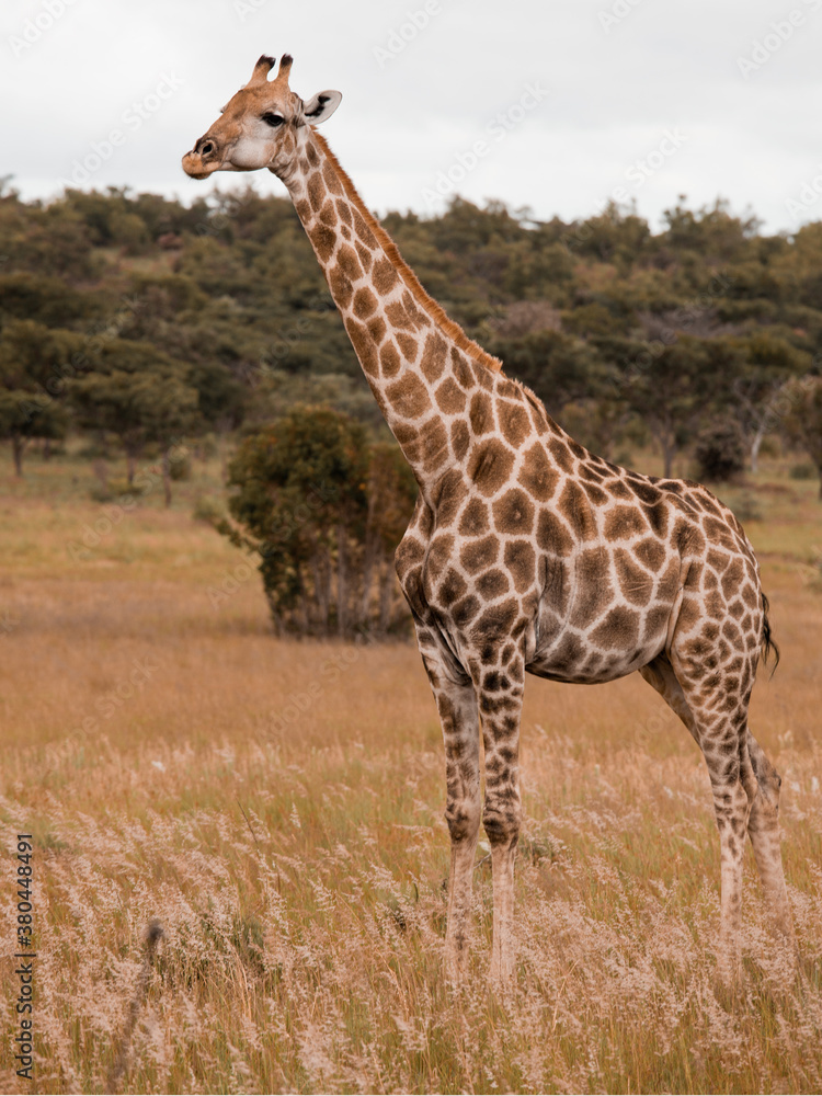 Obraz premium Girafe