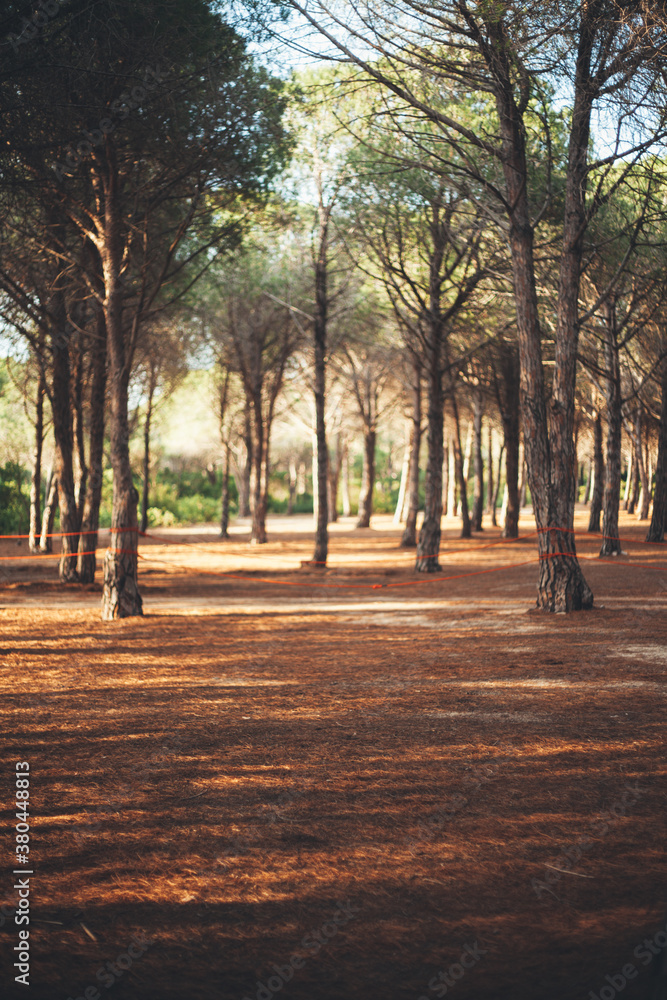 Forest by the sea Forest by the sea