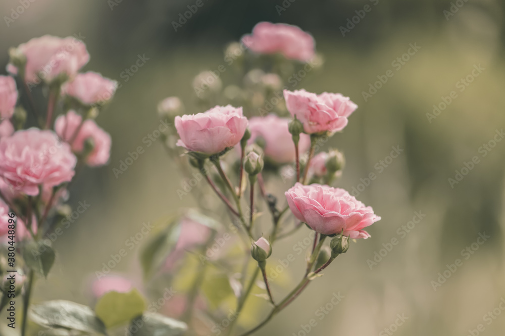 Pink rose flowers in a English country garden Pink rose flowers in a English country garden