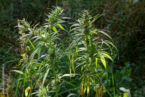 two large green hemp bushes in the sunlight in the summer garden
