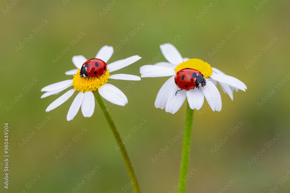 Spring background with daisies and ladybug