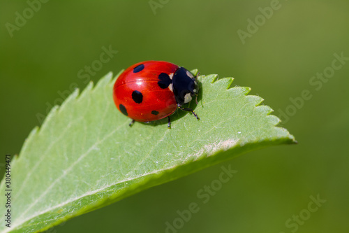 ladybird on a leaf © mehmetkrc