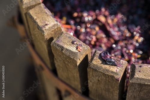 Winepress with red must and helical screw. Production of traditional Italian wines, crushing of grapes.