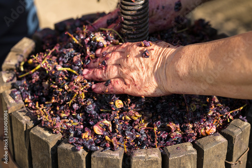 Winepress with red must and helical screw. Winemaker s hands close up.