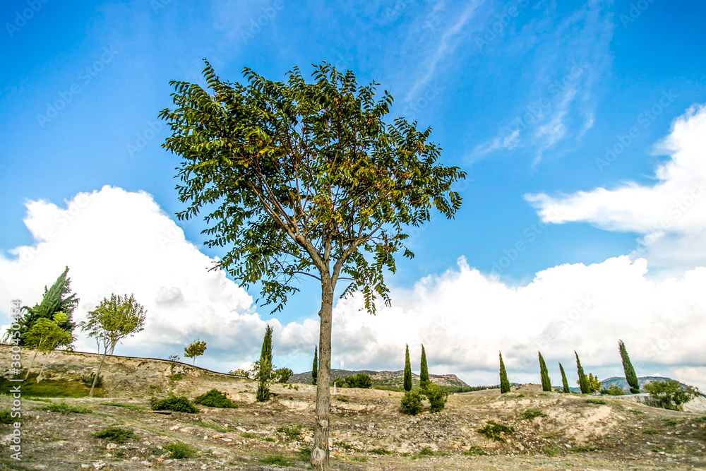 Lonely tree and fir trees in limestone ground Lonely tree and fir trees in limestone ground