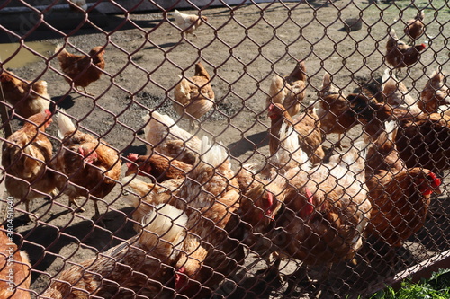 lots of chicken in rural agricultural yard