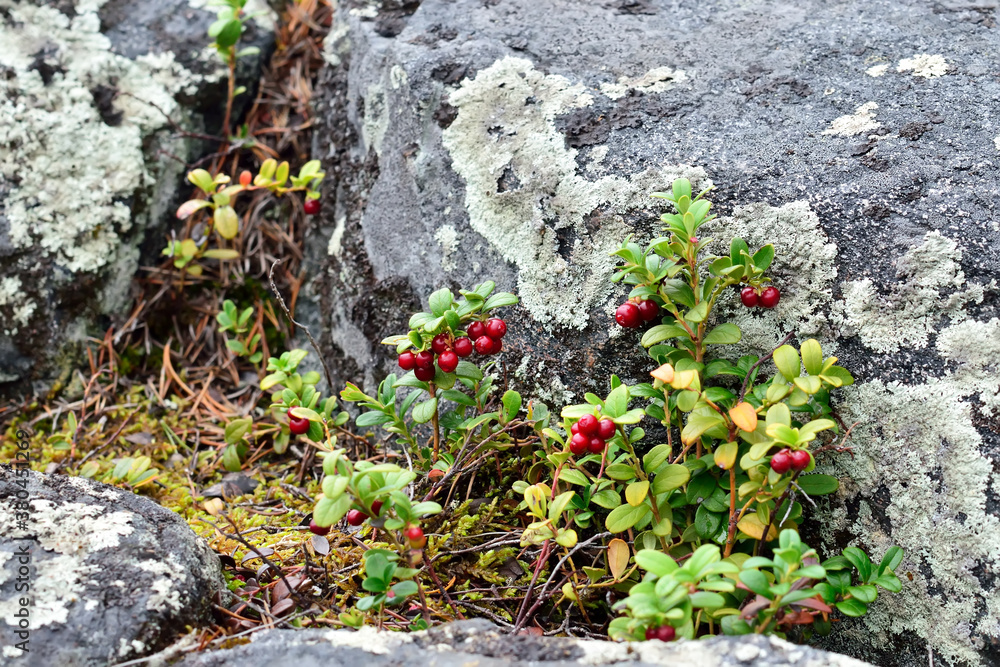 Obraz premium Ripe red berries of a cowberry close up
