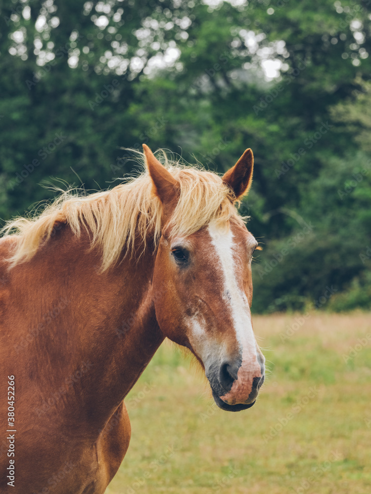 horse of farm fields horse of farm fields