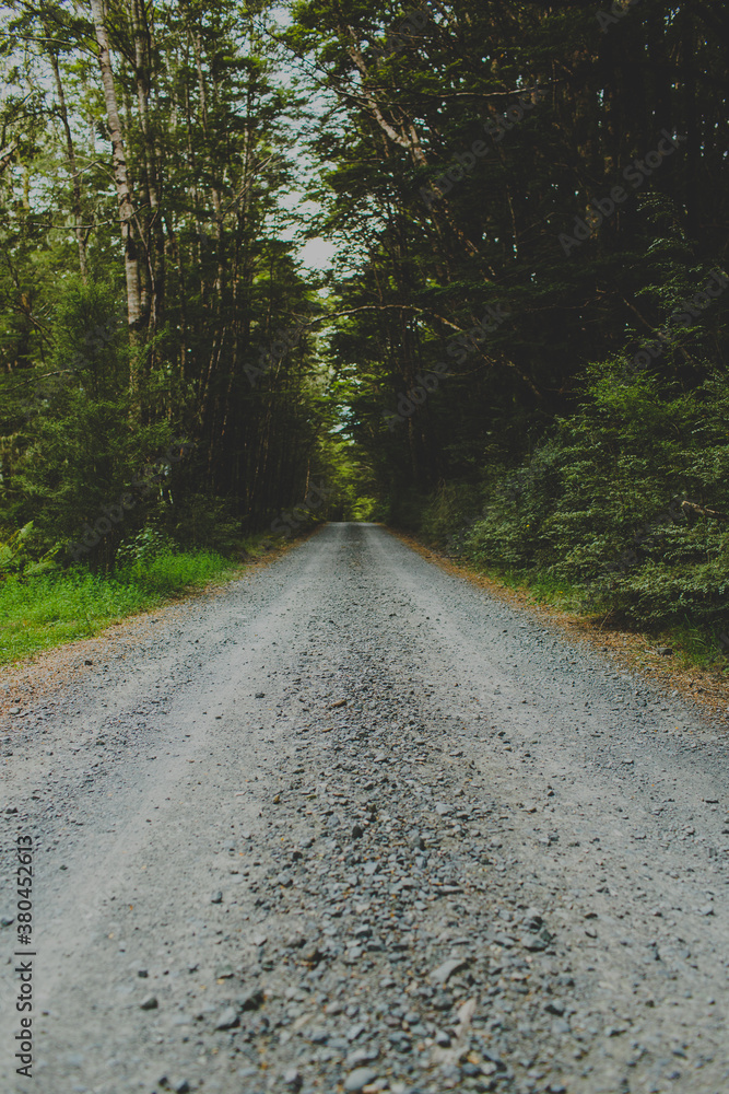 A gravel road between trees