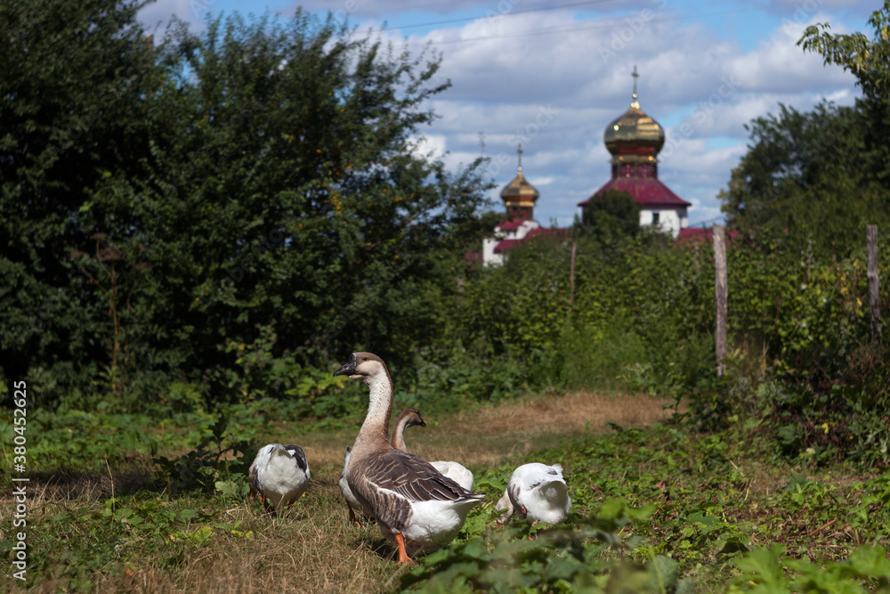 Fototapeta premium White-brown geese graze against the background of the church in the village in summer. Poultry