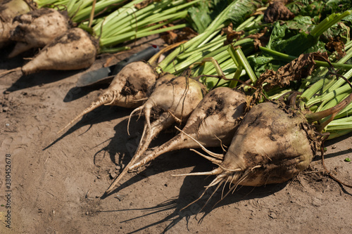 sugar beet roots extracted from the ground , harvesting