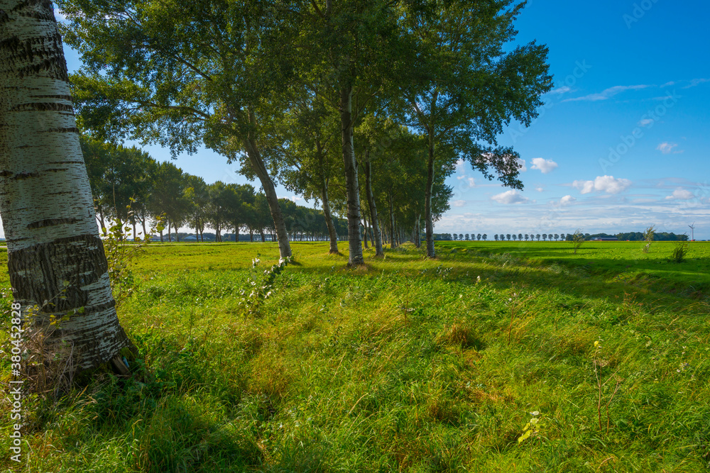 Fields and trees in a green grassy landscape under a blue sky in sunlight at fall, Almere, Flevoland, Netherlands, September 24, 2020