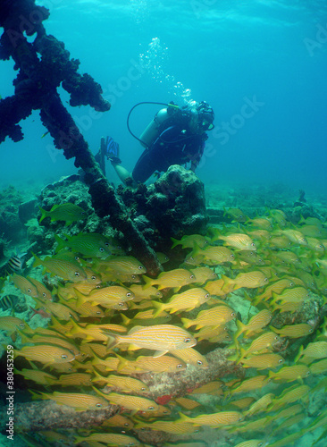 underwater scuba diver caribbean sea © gustavo