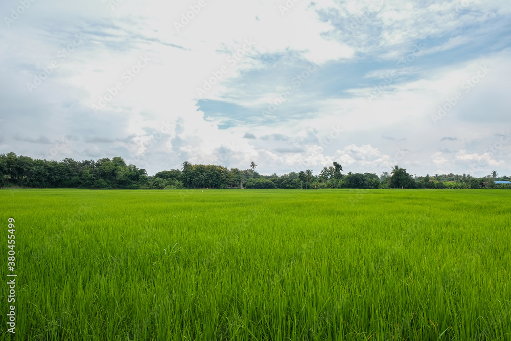 Fototapeta premium Green rice fields landscape backgrounds