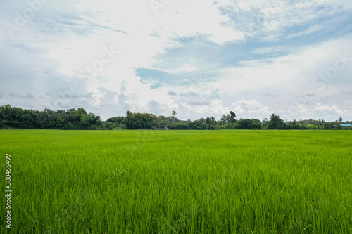 Green rice fields landscape backgrounds