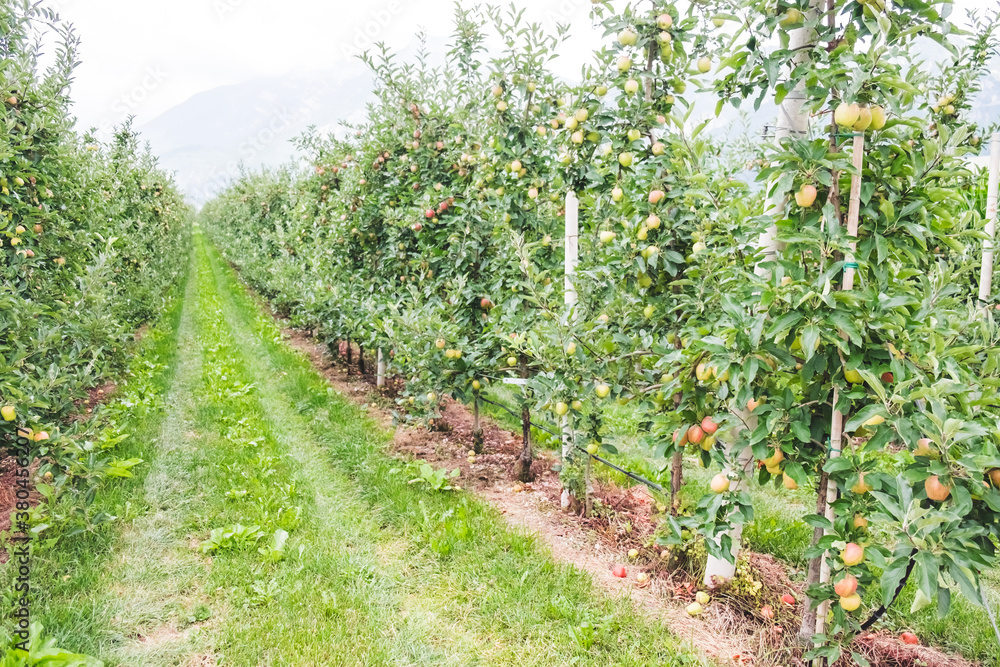 Apple Farm in the Italian Alps Apple Farm in the Italian Alps