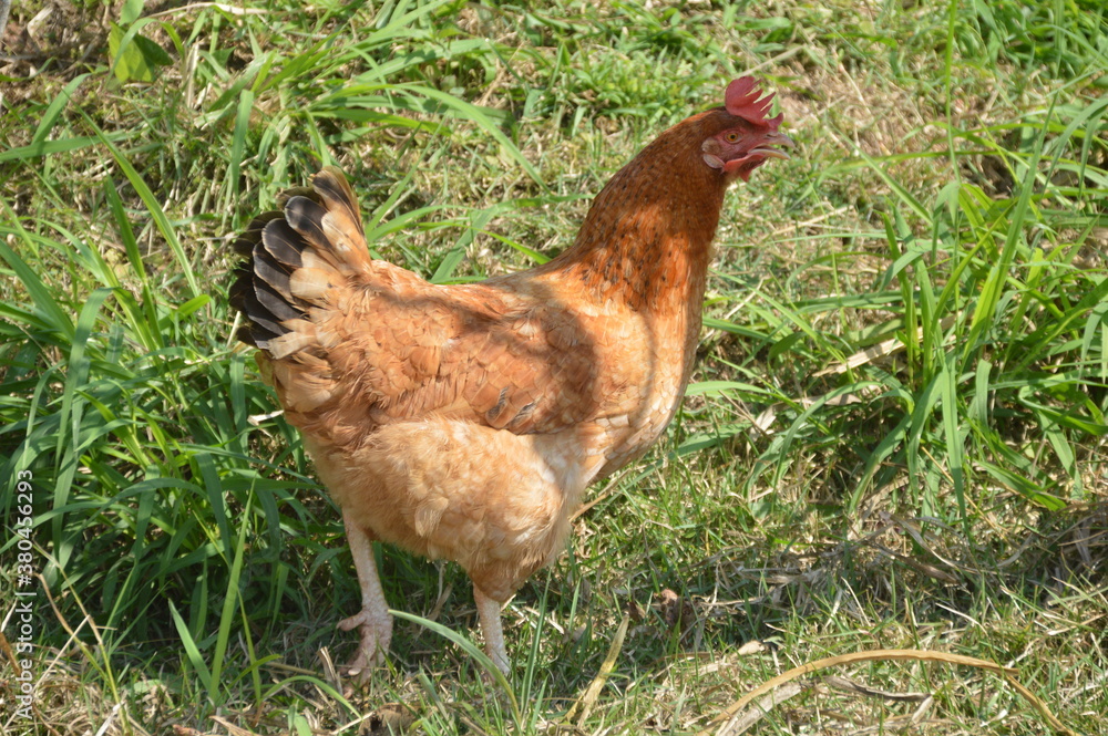 Fototapeta premium chicken