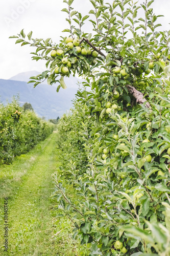 Wallpaper Mural Apple Farm in the Italian Alps Torontodigital.ca
