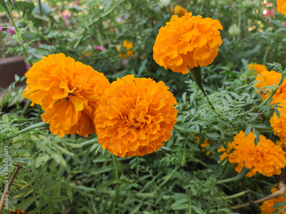 beautiful Marigold flower in garden beautiful Marigold flower in garden