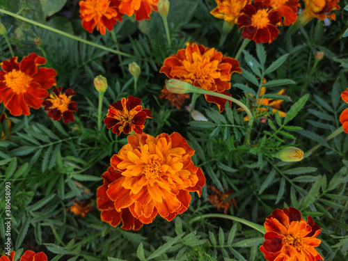 Tagetes patula french marigold in bloom