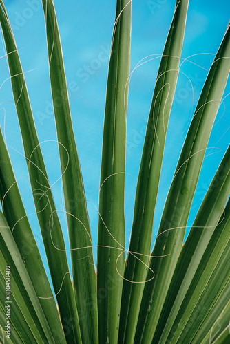 Bright green palm leaves stretching against blue backround (a pool)