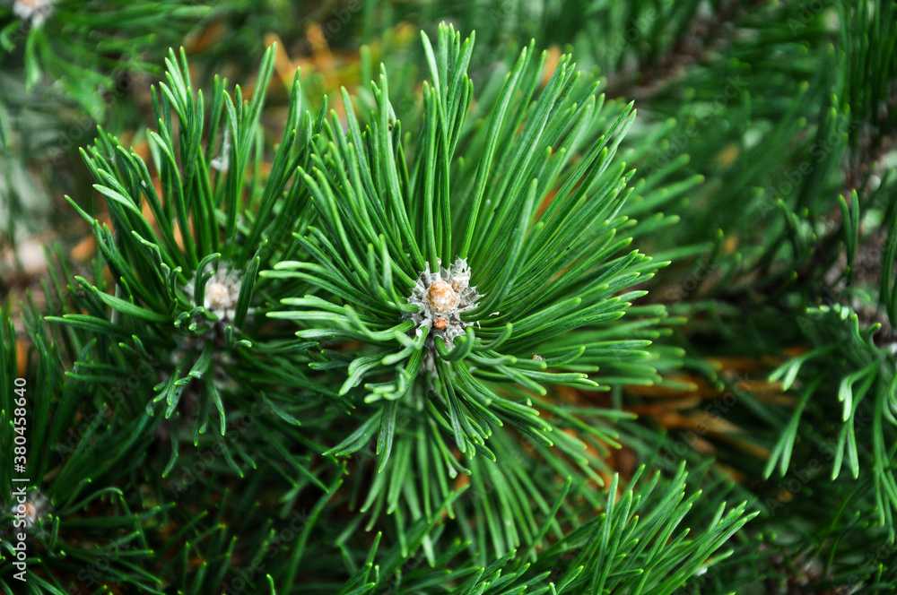 Spruce close-up. Coniferous forest. Textured background. Spruce close-up. Coniferous forest. Textured background.