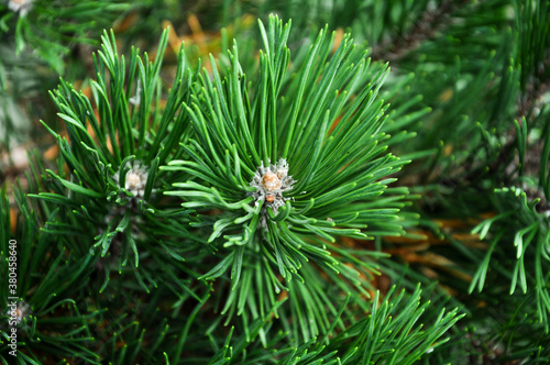 Spruce close-up. Coniferous forest. Textured background.