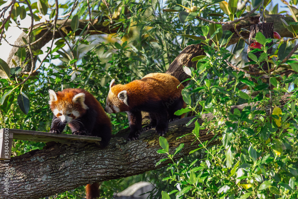 Couple of red pandas Couple of red pandas